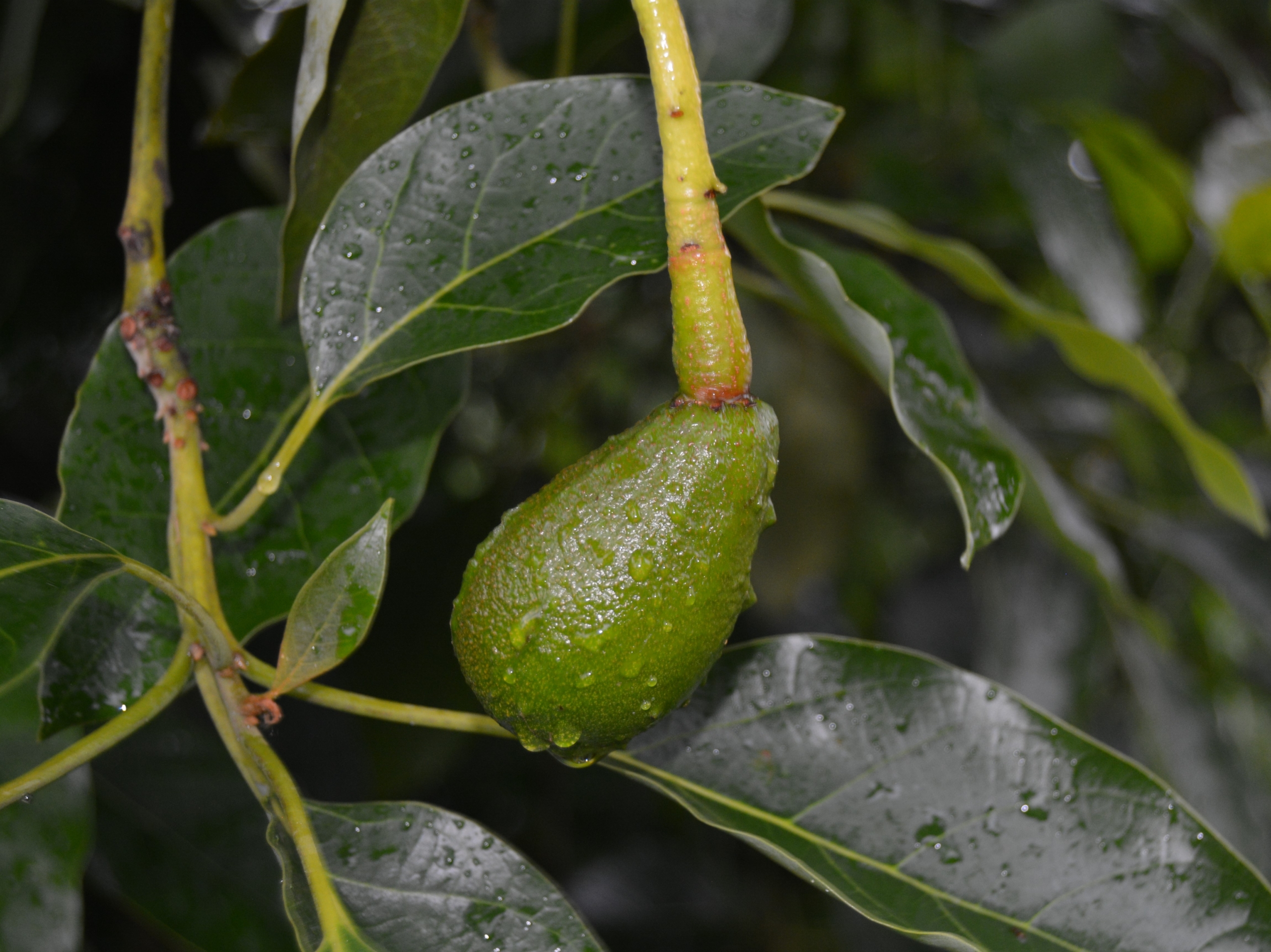 Boron deficiency indicator