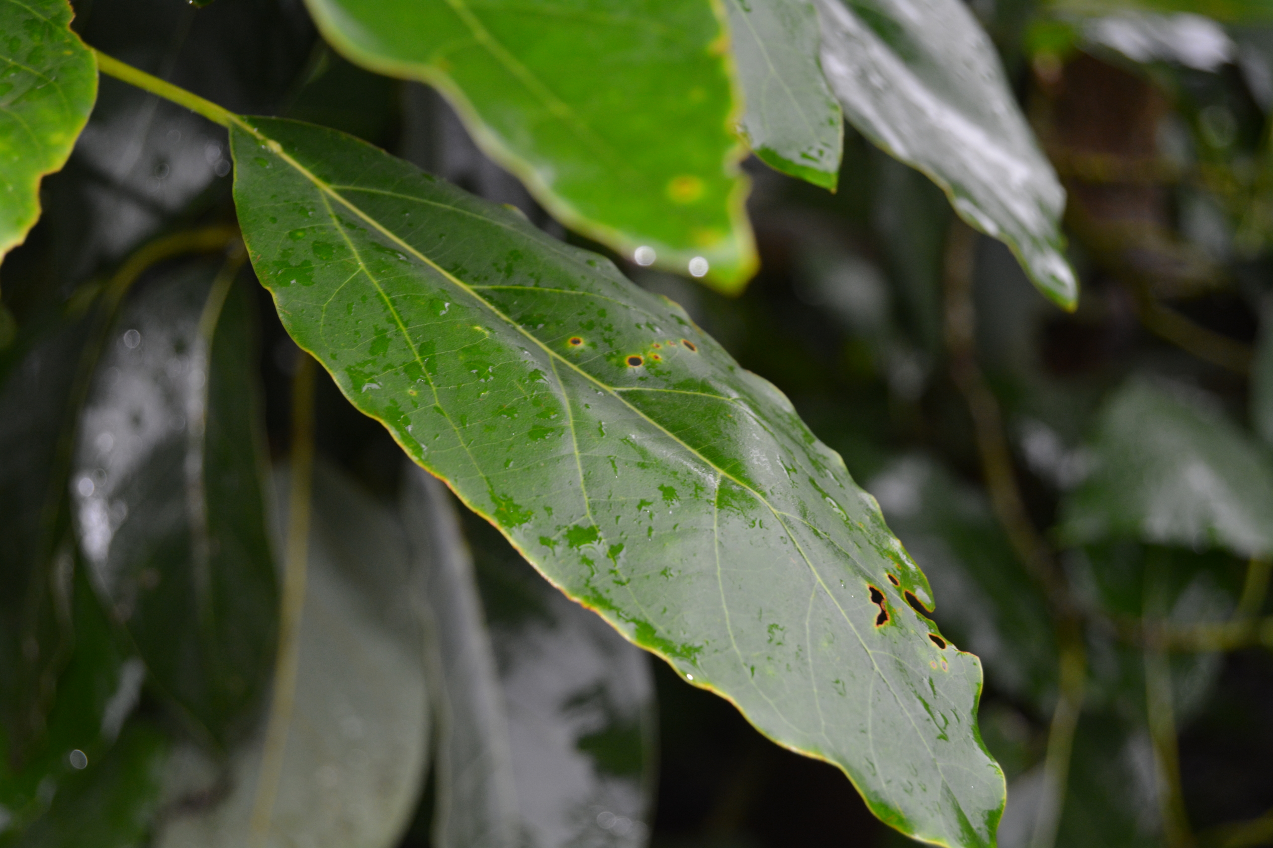 Slight Boron deficiency