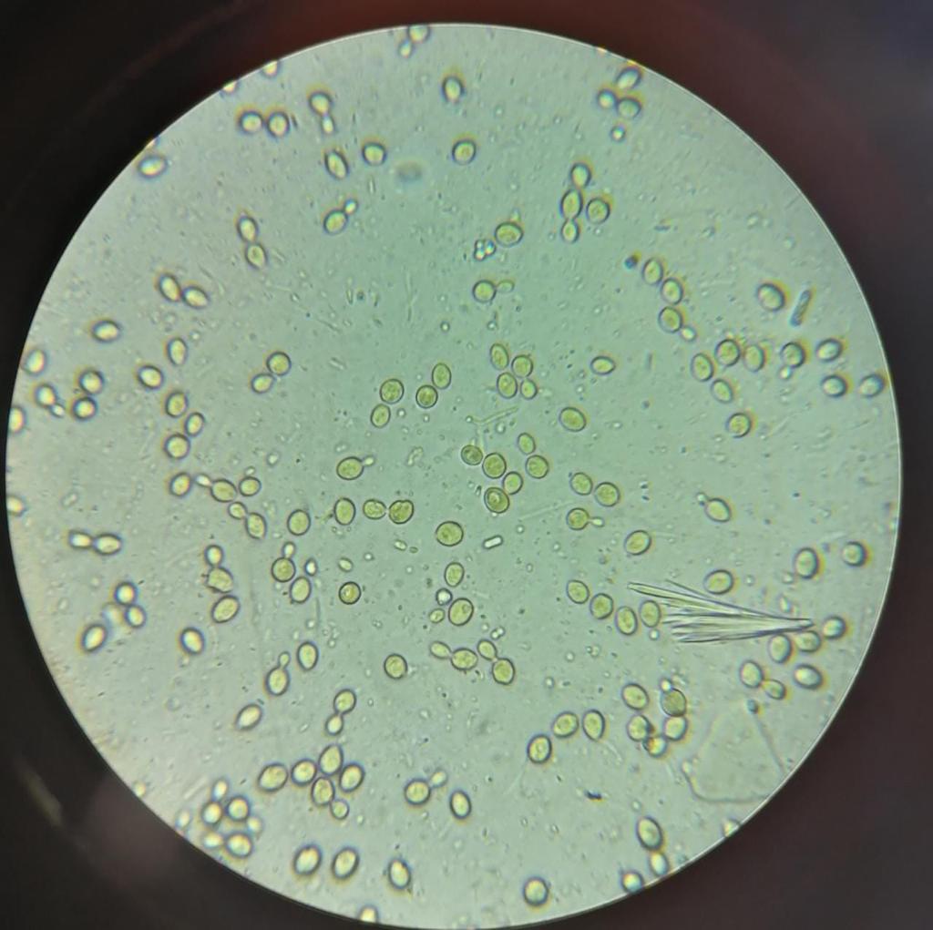 life under the microscope