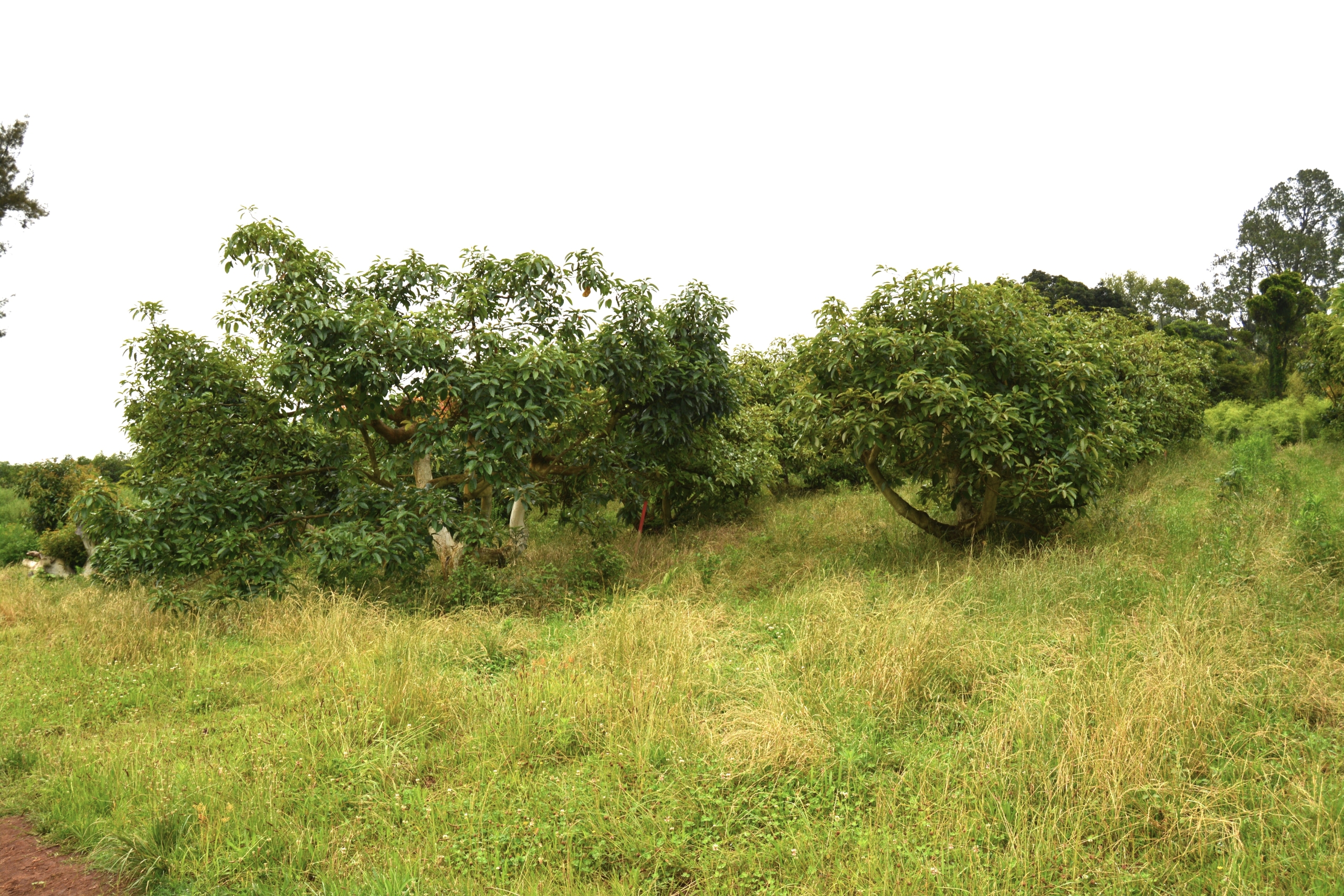 20 year old recovering orchard