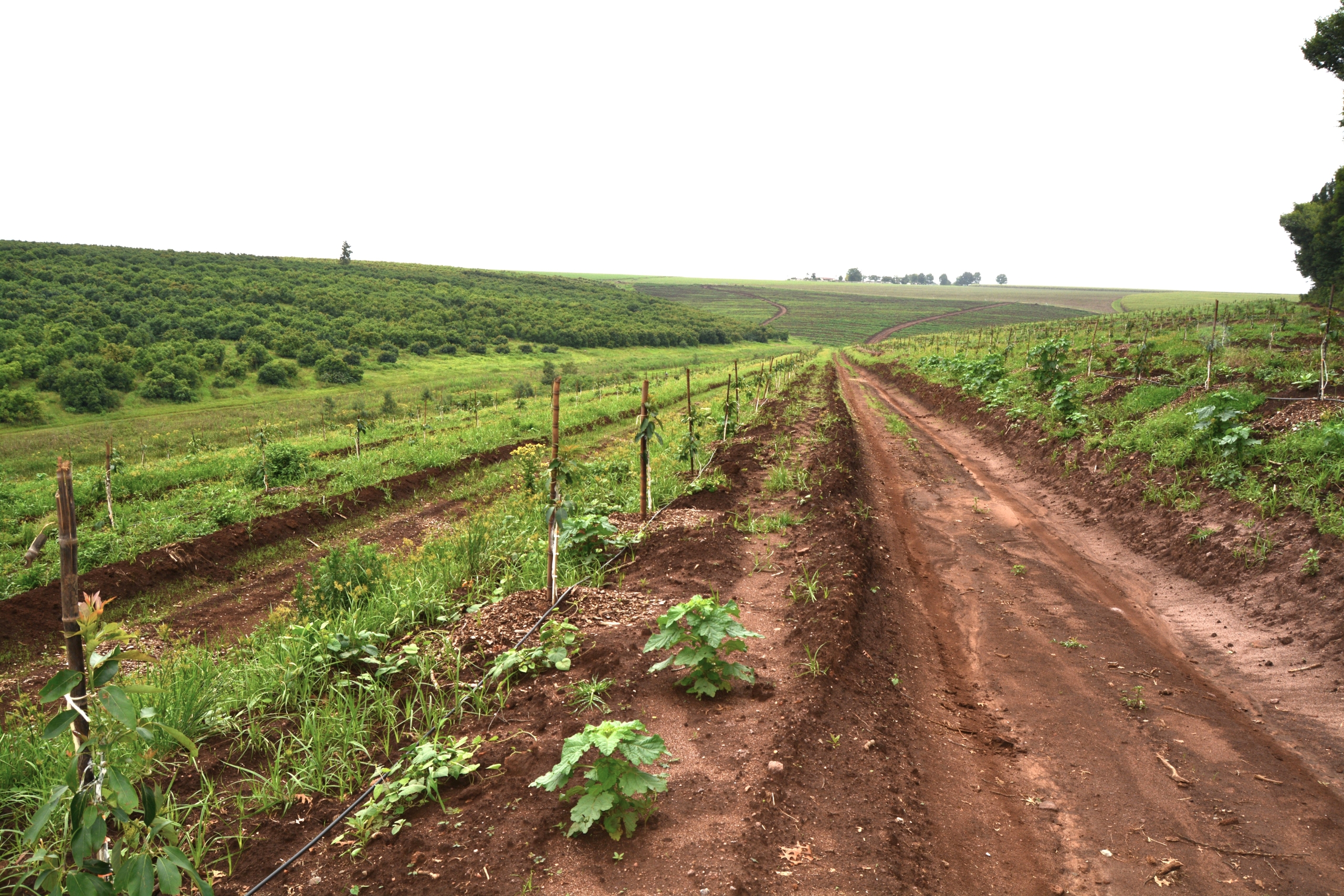 Brand new avo orchards