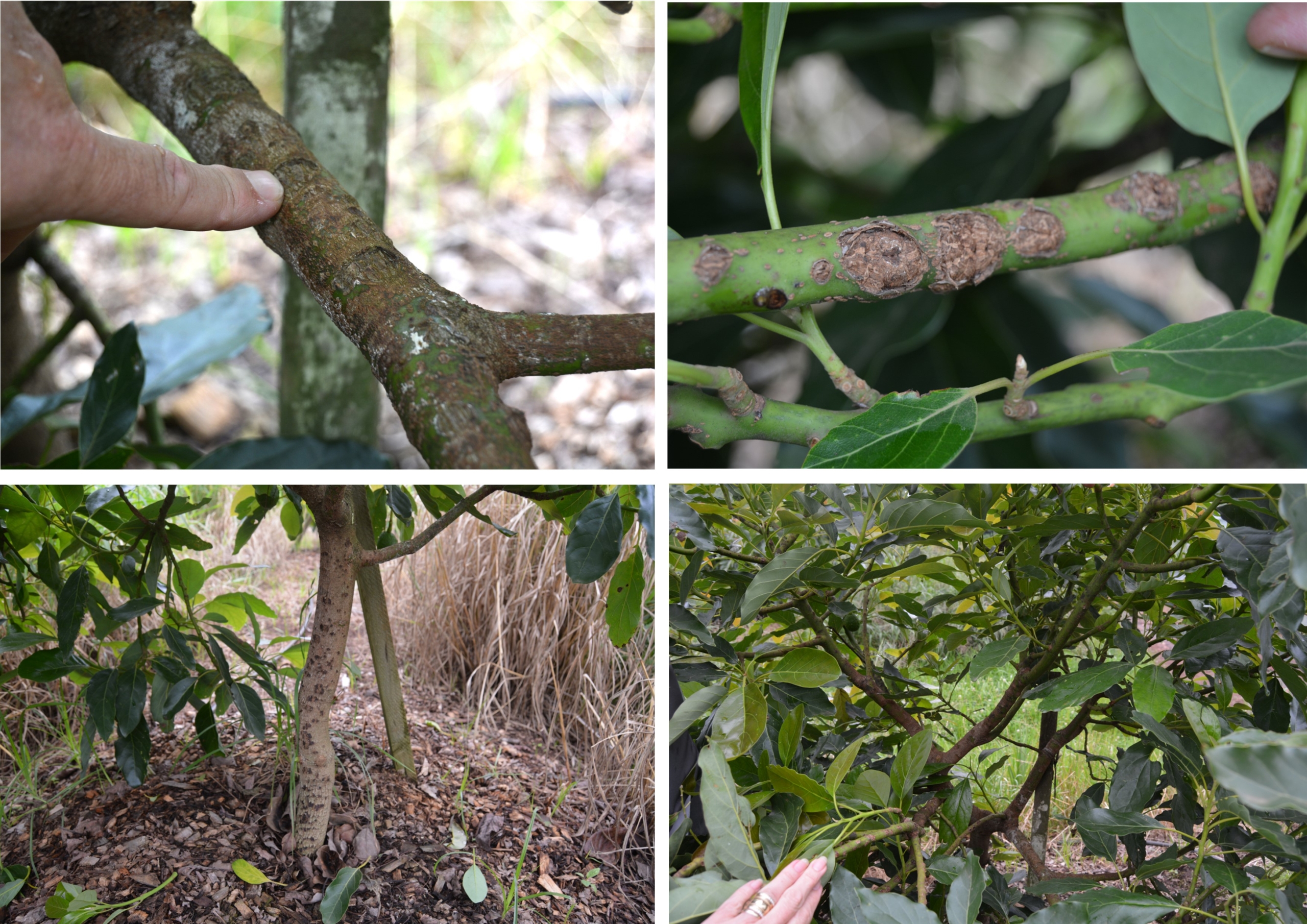 2020 hail storm damage