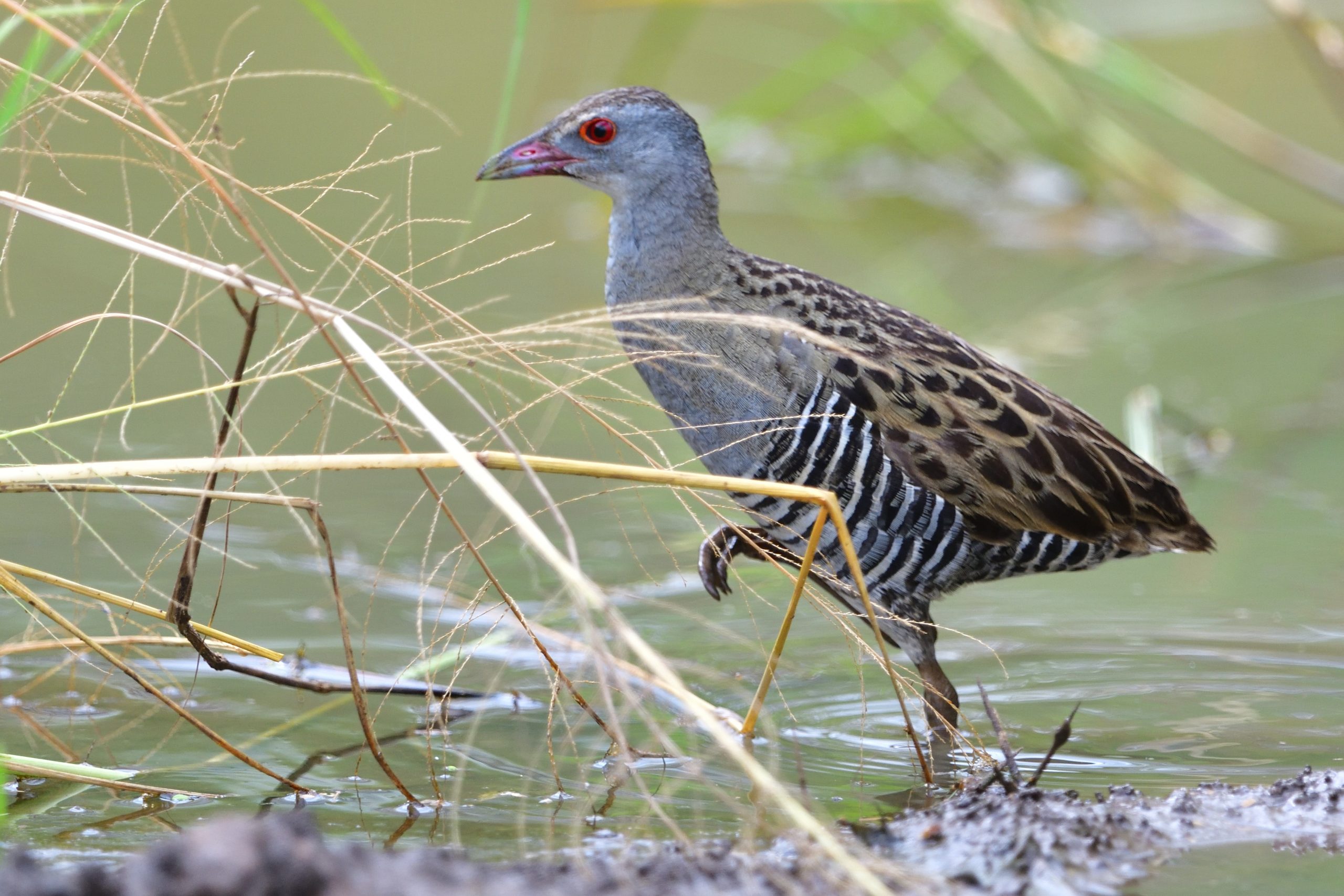 African Crake