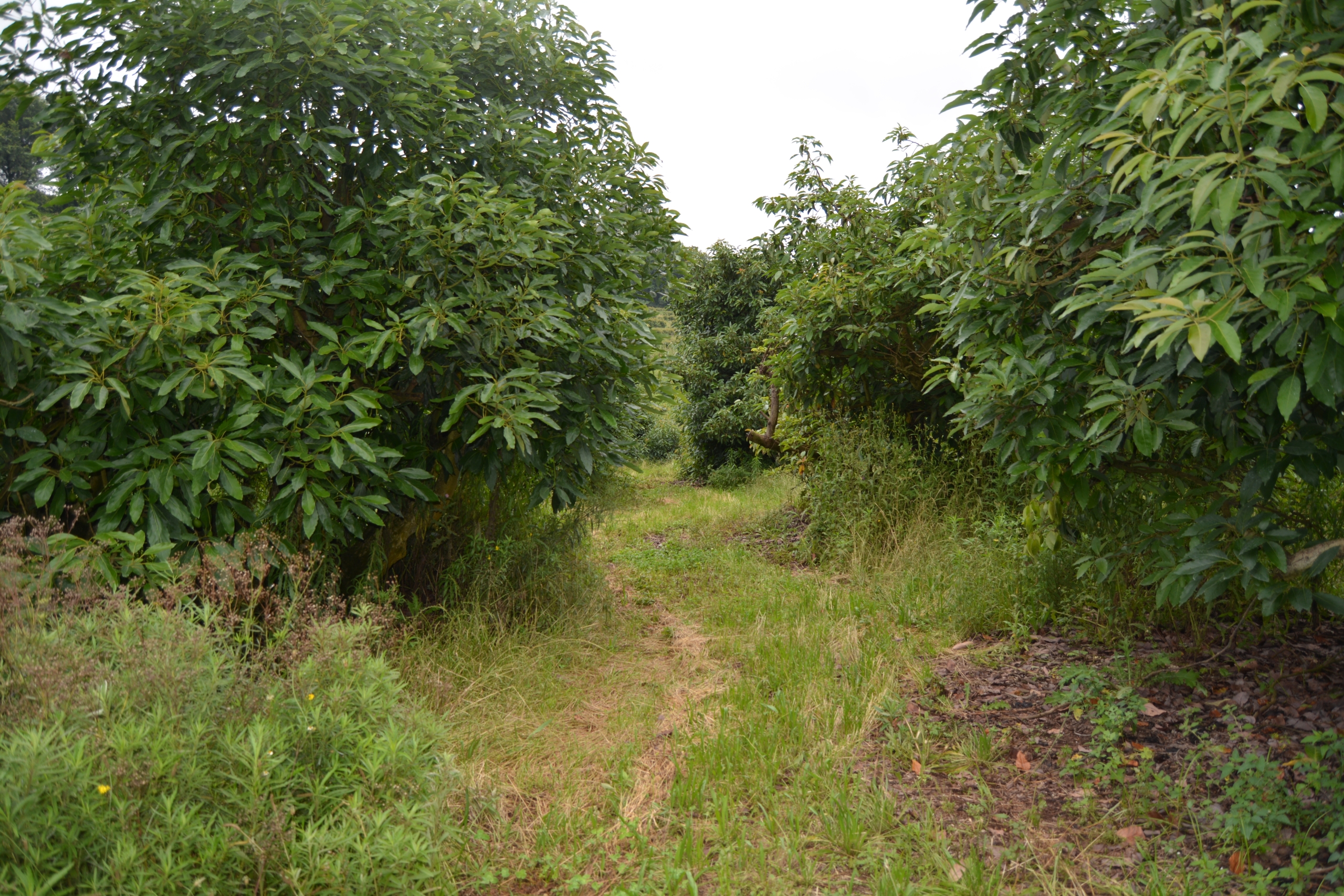 Hass & Fuerte interplanted