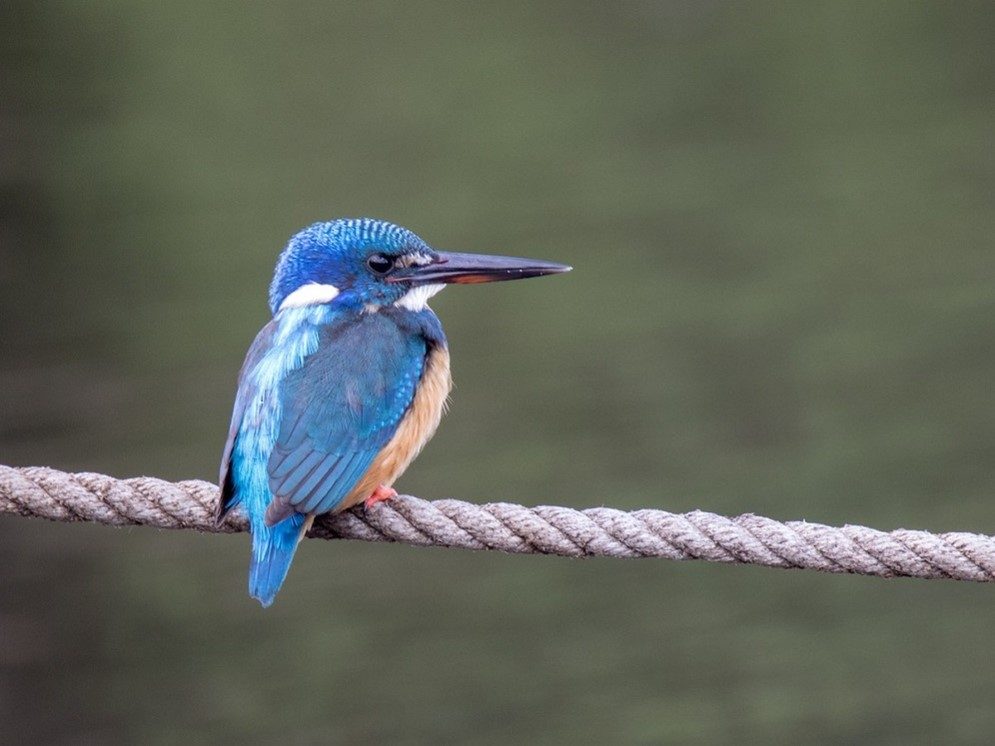 King Fisher