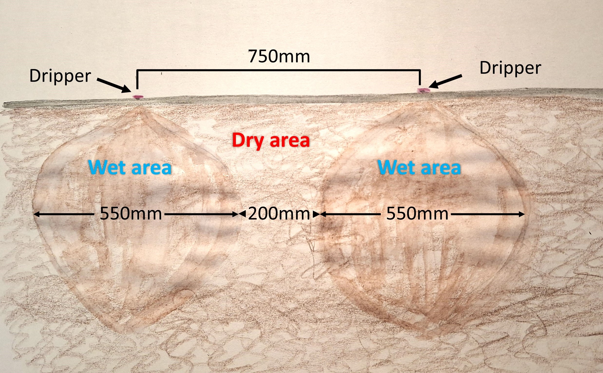 Onion effect of drip irrigation