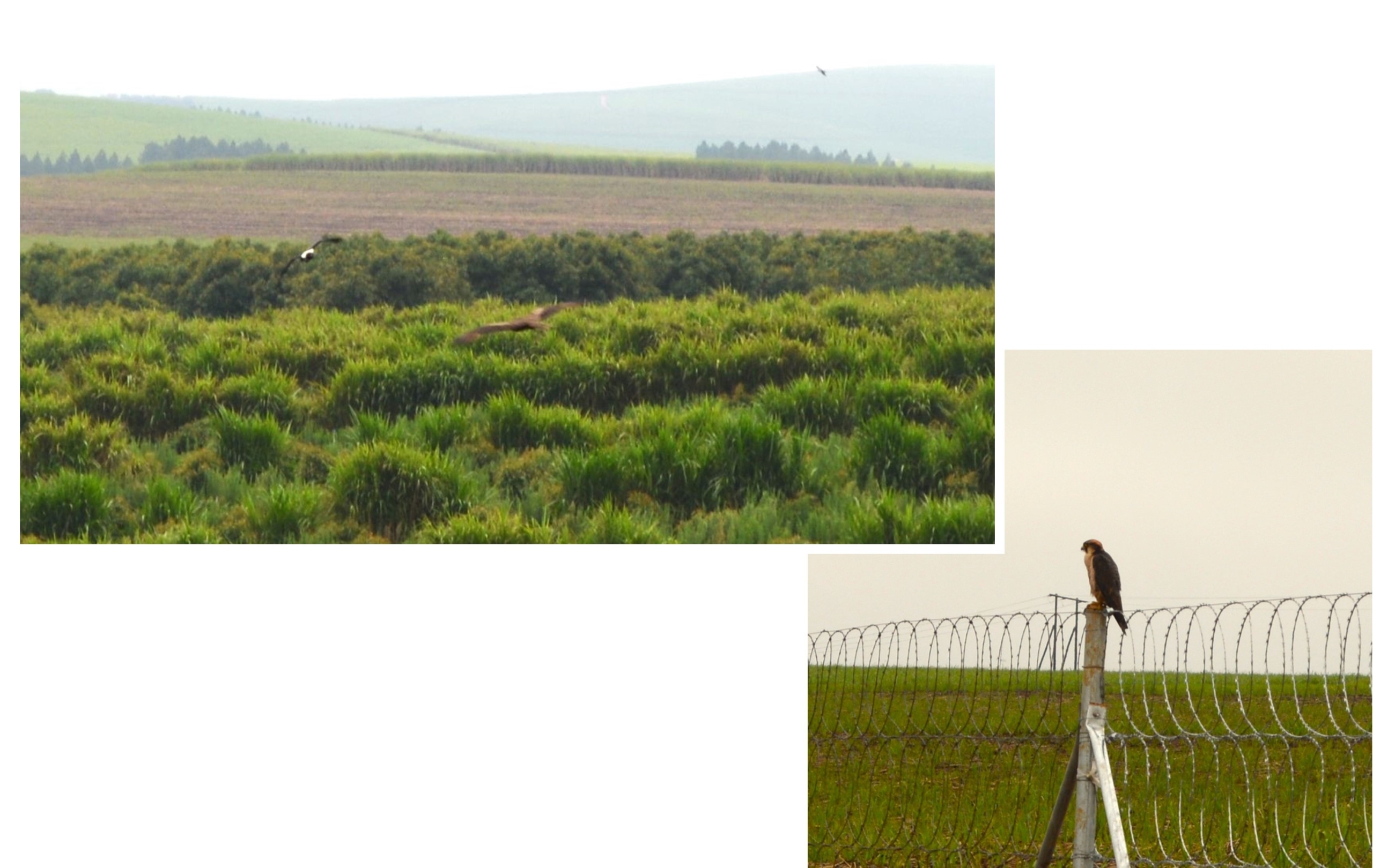 Peragon falcon final