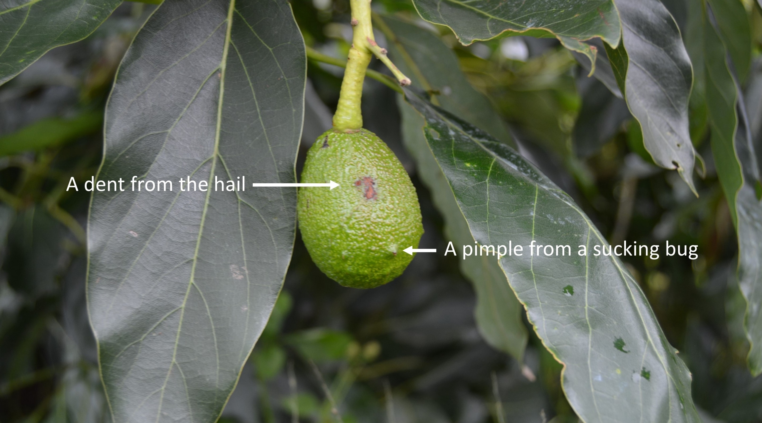 Suckig bug damage to avo