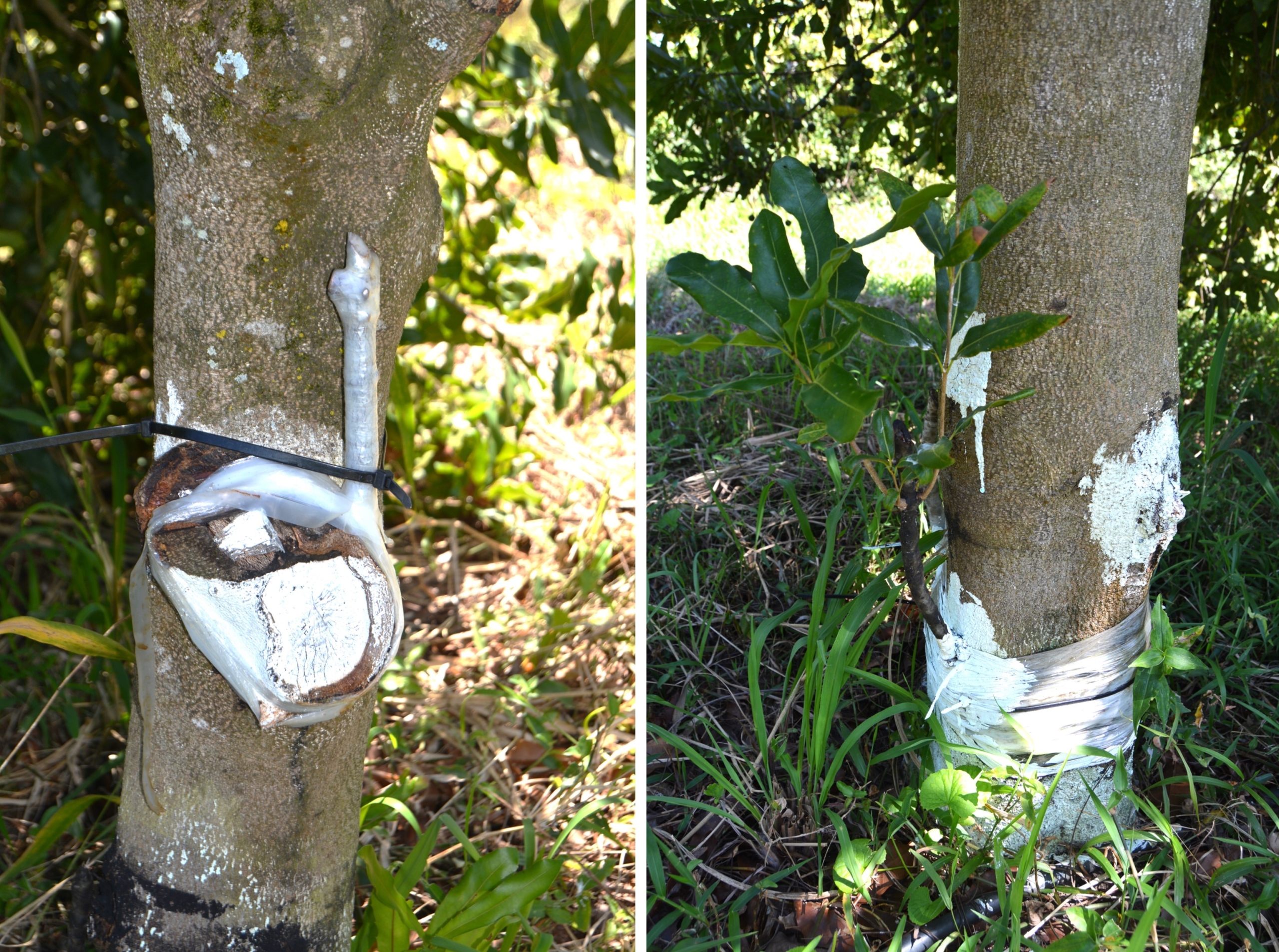 863 grafted on to Beaumont