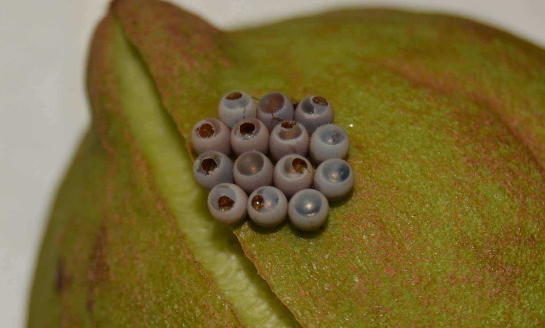 Baby wasps hatching from stink bug eggs