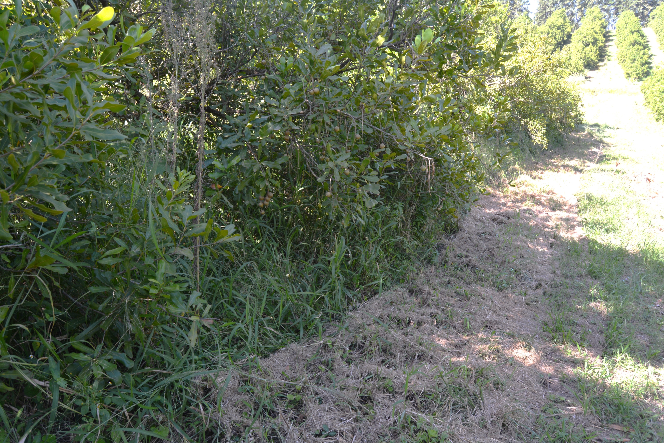 Mechanical control of vegetation