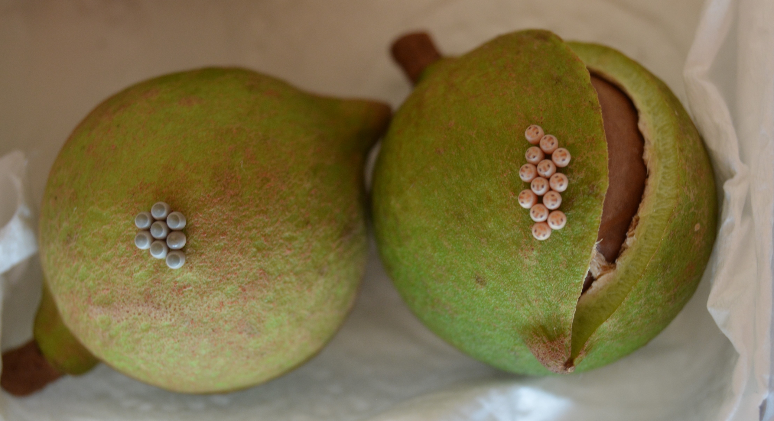 Parasitised stink bug eggs
