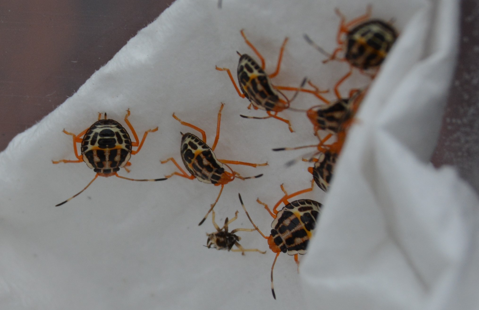 Cluster of second instar stink bugs