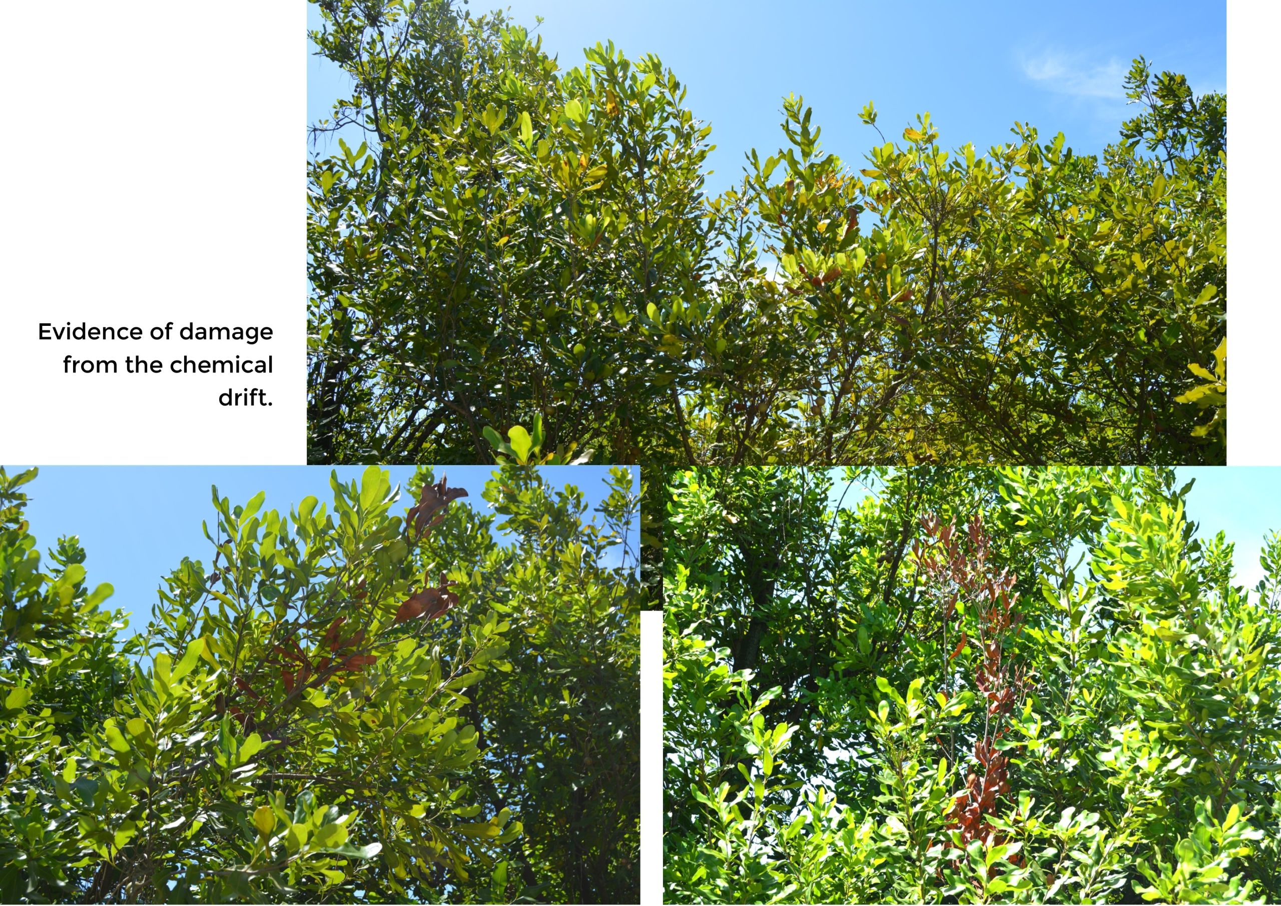 Evidence of chemical damage