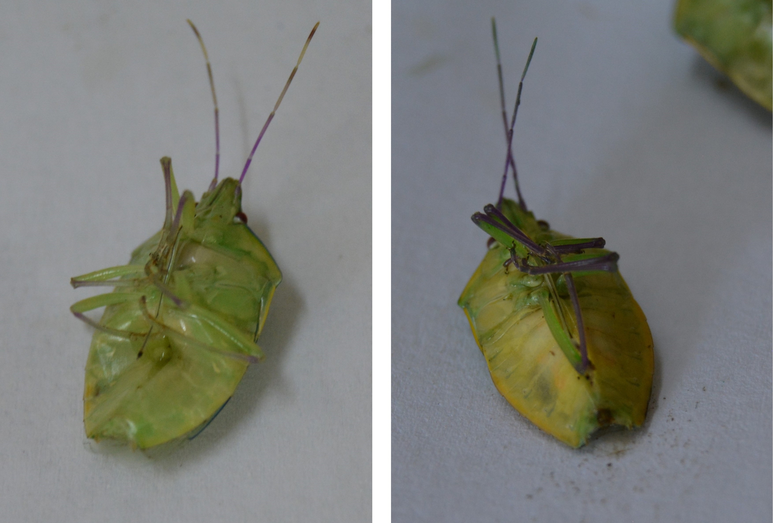 Infected stink bugs