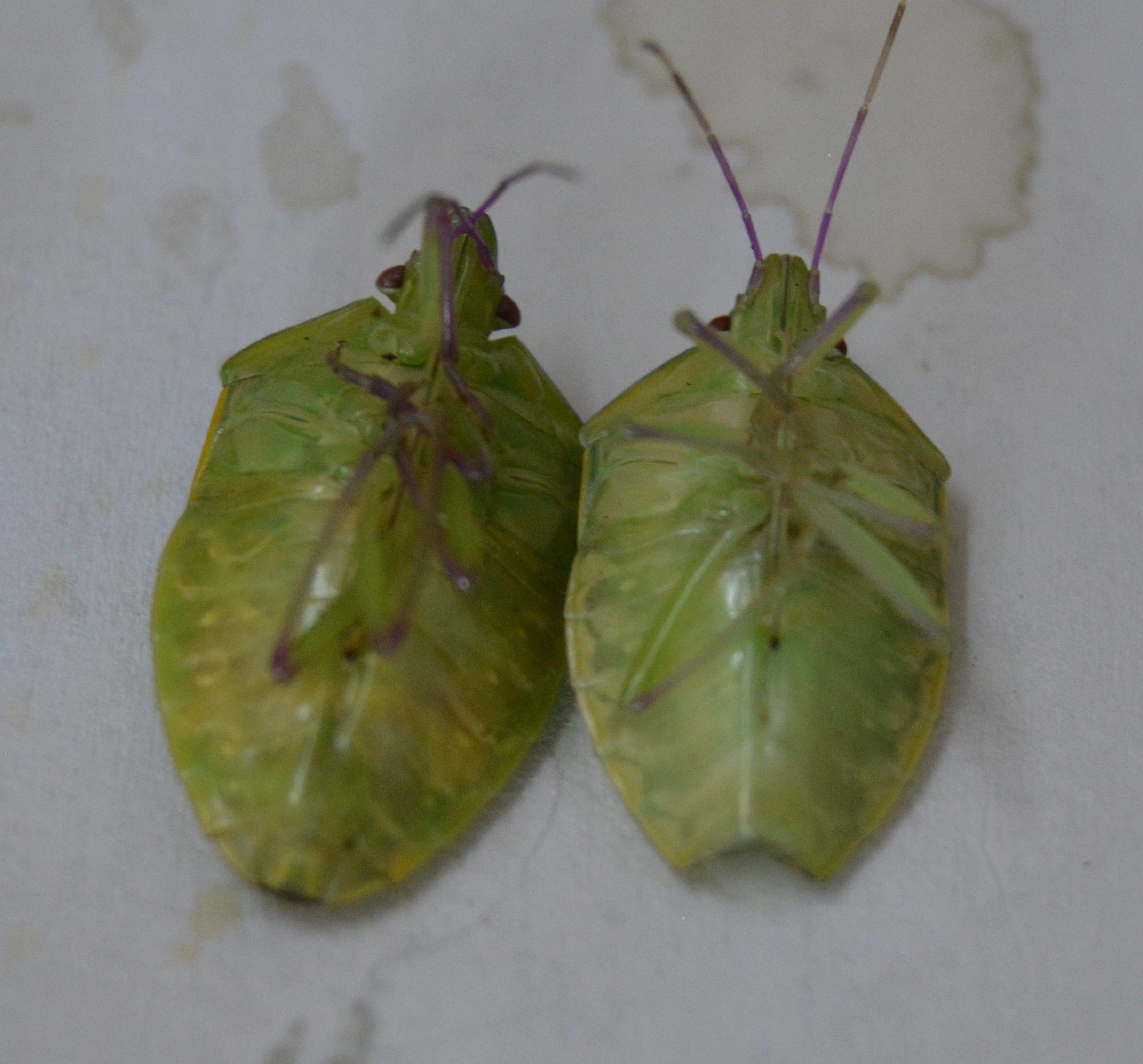 Male & female stink bugs