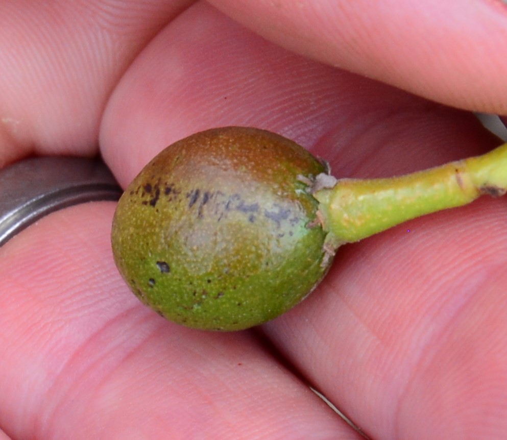 Early damage Unknown