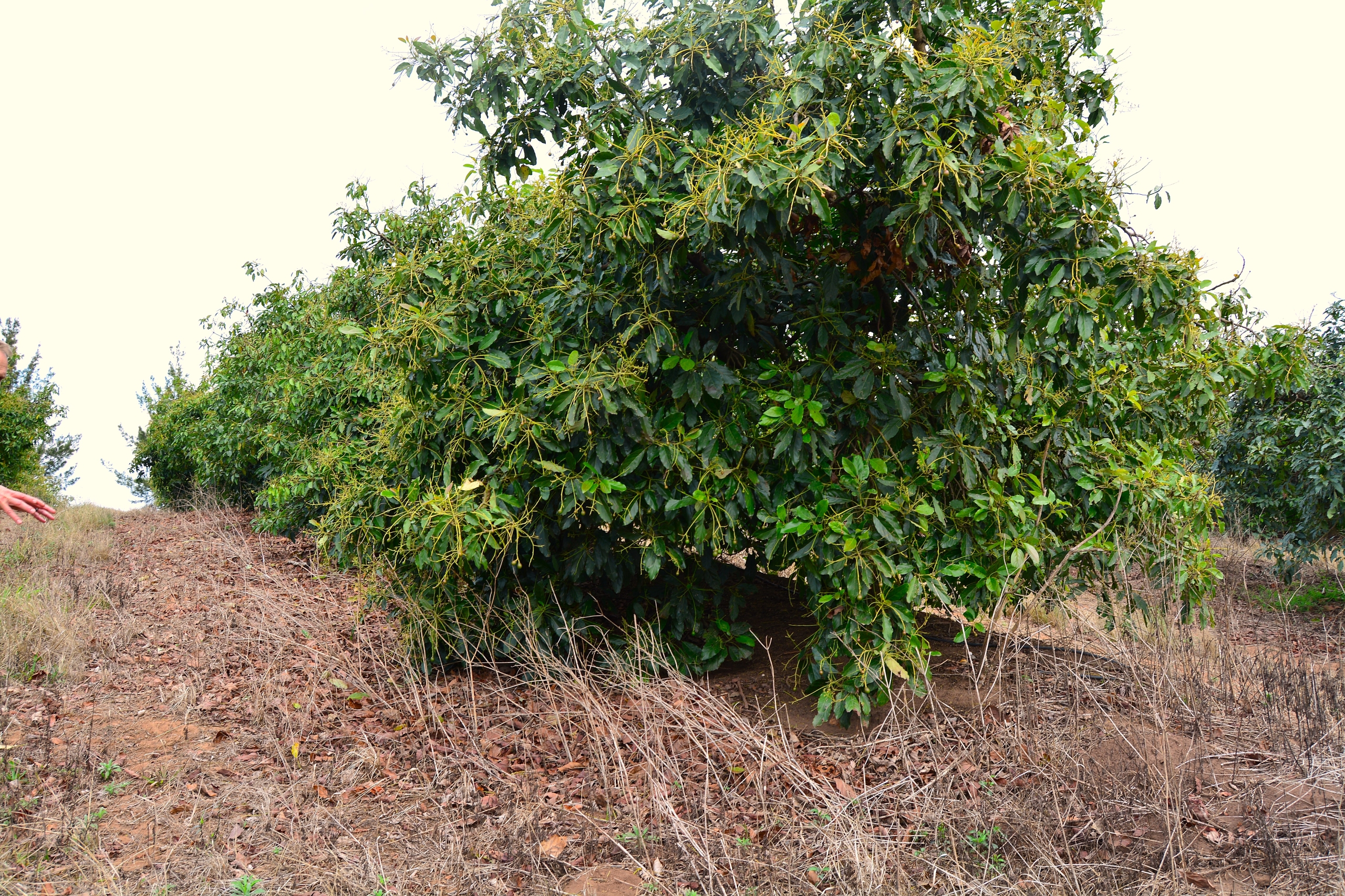 Fully set tree with a healthy (30t) yield