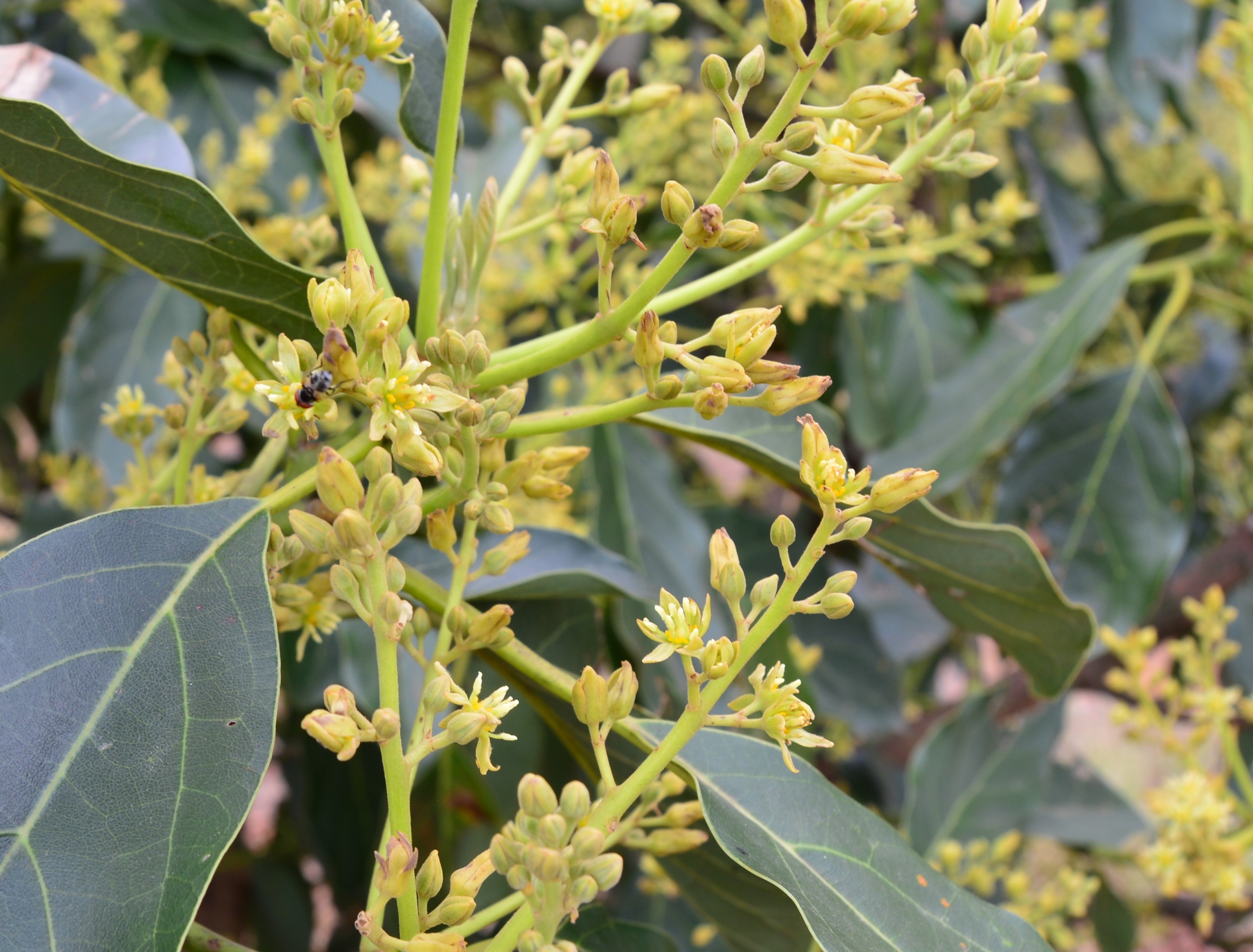 Hass flowers with some insect life