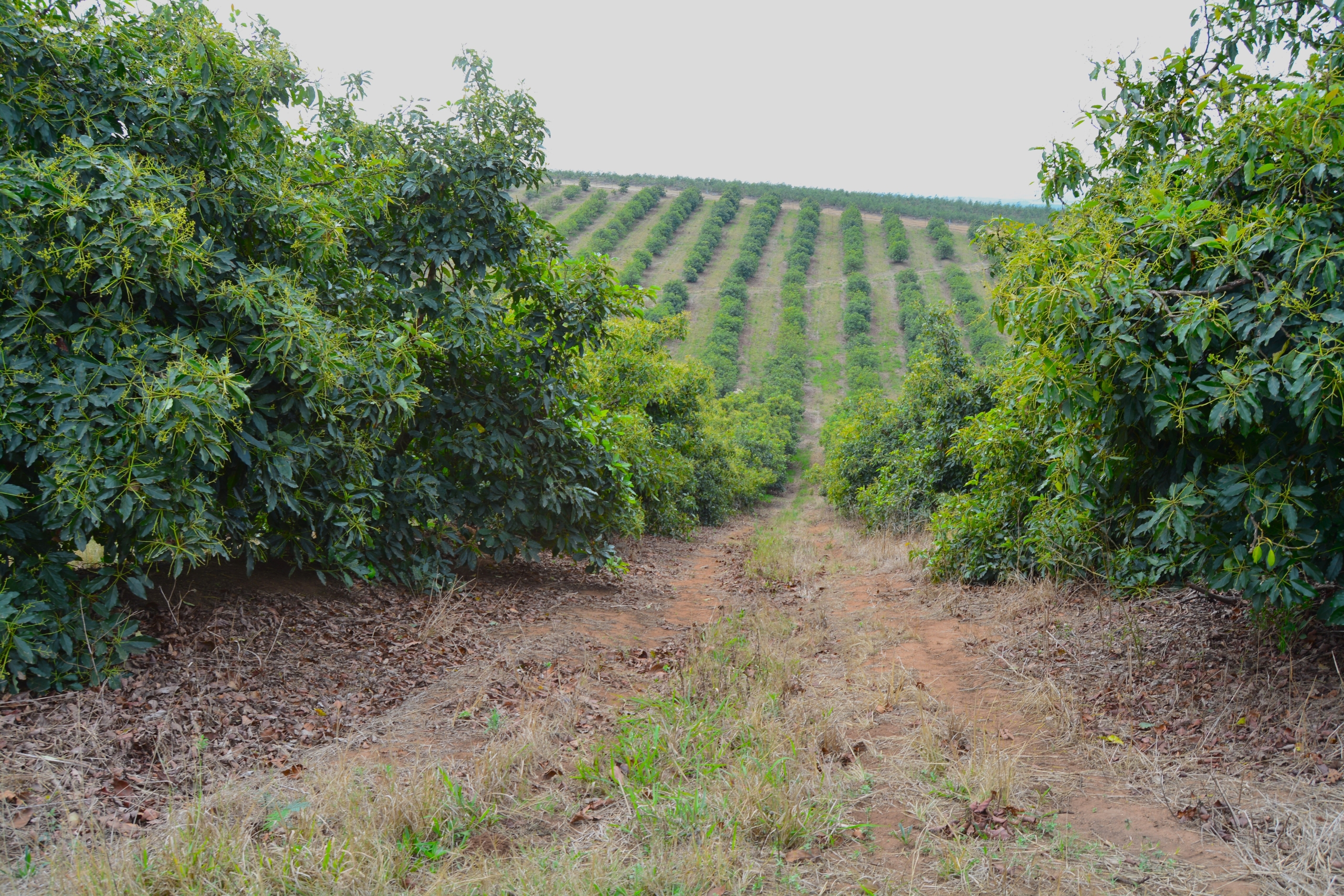 Up and down planting